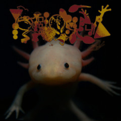 The Only Apex Predator Is Frog