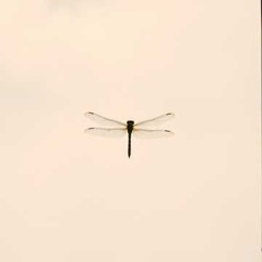 L’élément déclencheur (3)