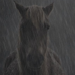 Horse,,,? [prod. polarkidd, dvrk, aagust] mix polarkidd
