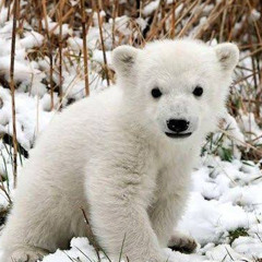 lifestyle (shinju x lil biscuit)