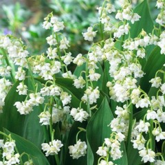 Preghiera di Giovanni (NEW)