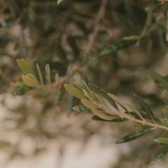 'ولكن اللّٰه رمى'
