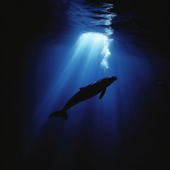 Deep Se4 Wh4le