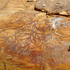 rêve au dessus d'un verre de vodka