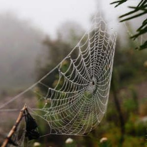 A Cobweb In The Wind