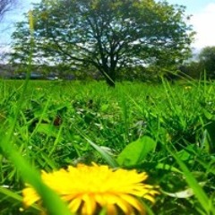 Starting Anew Guided Meditation