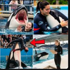 VeR [FULL] jessica radcliffe video orca angriff orca tötet frauorca unfall jessica radcliffe baleset