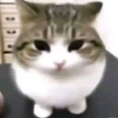 dndtas