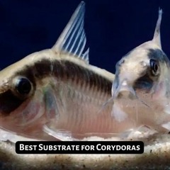A Guide to Keeping Happy Catfish