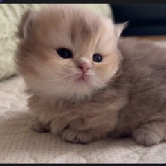 FunkOlen @ SideQuest 11-22-25