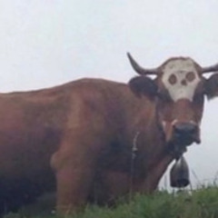 Cattle Farm (Fried By Fluoride)