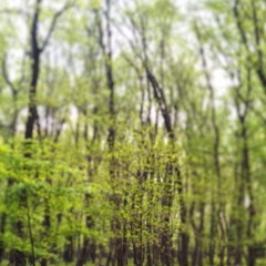 A Walk With Thee