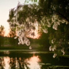 Cottonwood Drift