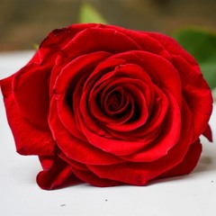 Rosa Bonita