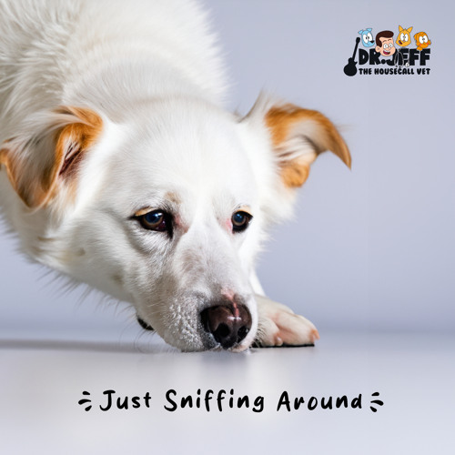 Stream 21st Century Pet by Dr. Jeff The Housecall Vet Listen online