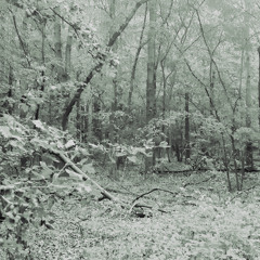 de vrienden en de vvrouw