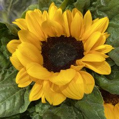 'จันทร์'  โจ้ ธณรัฐ | หญิง ธิติกานต์ Cover by TanTan