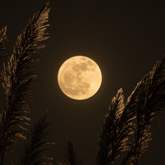 Finding our Real Home - Majesty of the Universe Presence Invitation