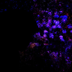 EXPLOSIVE MIND CORE (lesnaja obitel)