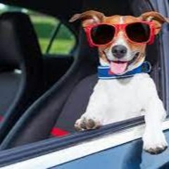 Skrr Skrr mit meinem Hundi