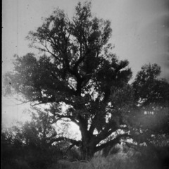 San Pedro River Riparian Conservation Area, near Sierra Vista, Arizona, USA