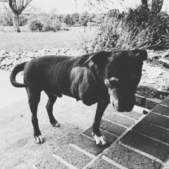 Raw Dawg Gene Fuegoh Prod K4stet