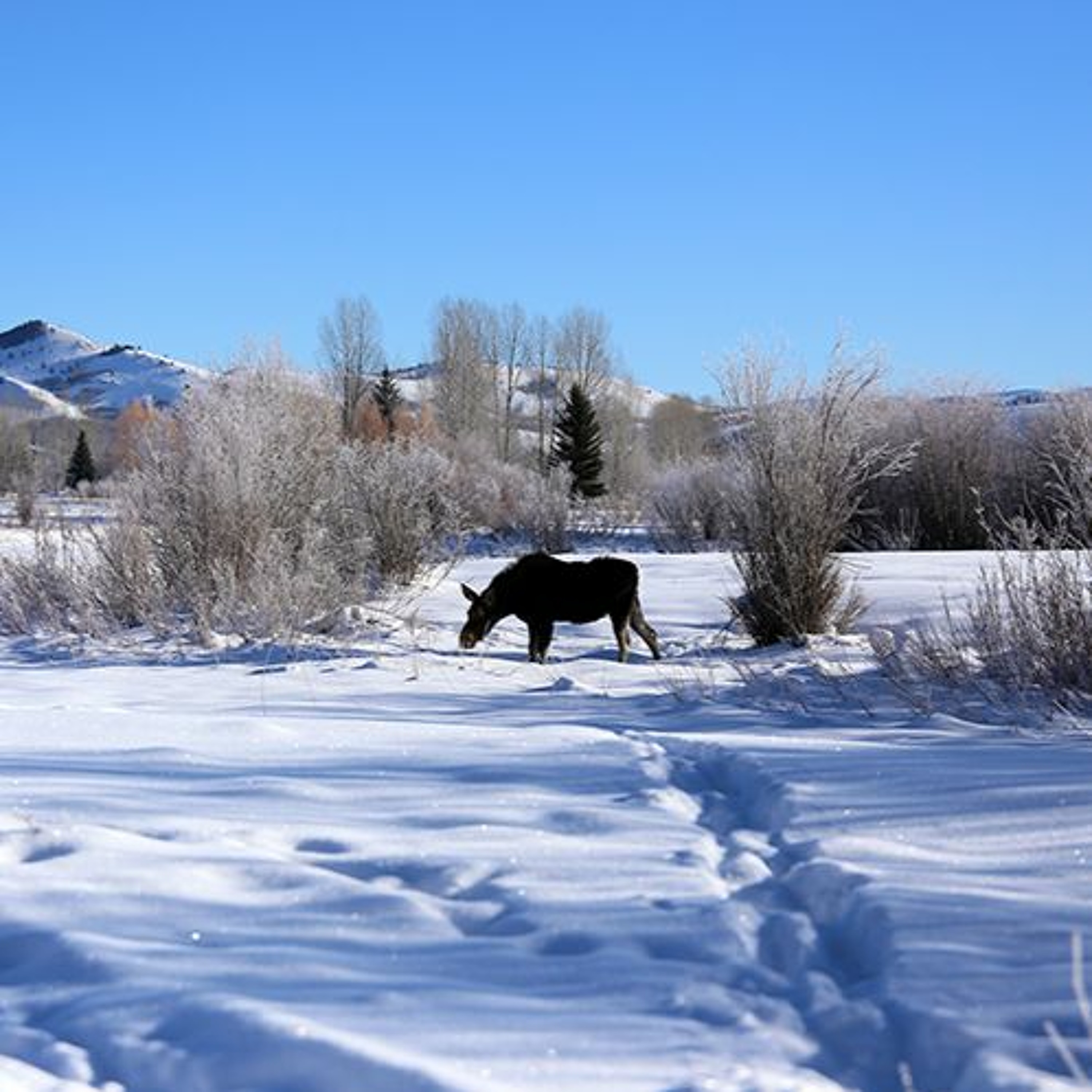 News Brief Jan. 27 | Rodeo Discussions Continue, Annual Moose Collaring Underway episode artwork