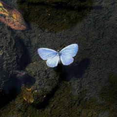 ‏﴿ قَالَ رَبِّ إِنِّي وَهَنَ الْعَظْمُ مِنِّي وَاشْتَعَلَ الرَّأْسُ شَيْبًا وَلَمْ أَكُن بِدُعَائِكَ رَبِّ شَقِيًّا﴾