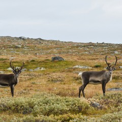 Återväg