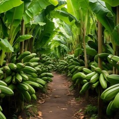 «Tren de la compañía bananera». Op.16-09. (2015)