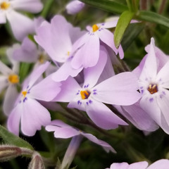 Yearnin' Mix - DJ Starlite