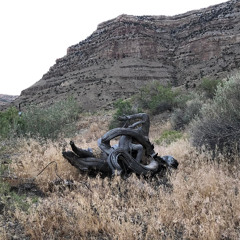 Driftwood