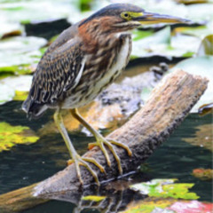 Shiny Electronic Mixtape