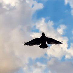 Free like a bird (feat. ANRI Arcane)