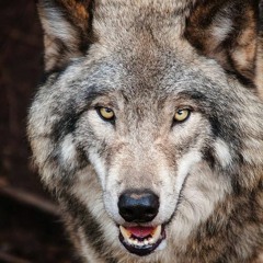 Wolf (Original Mix)
