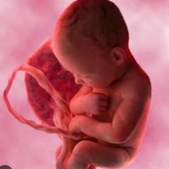 Curso Shaar Habitajon 37. TU DECIDISTE LA VIDA QUE QUERÍAS VIVIR
