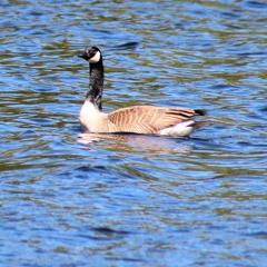 Canada Goose