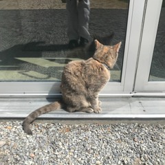 Backyard (5/17/2020)