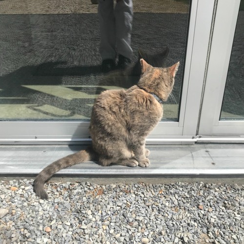 Backyard (5/17/2020)