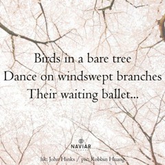 Barely a Bird [naviarhaiku476 - Birds in a bare tree]