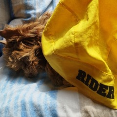 "Historia Jednego Psa"