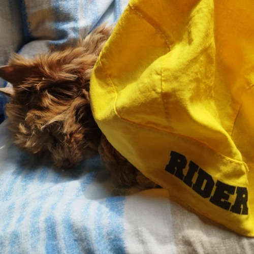 "Historia Jednego Psa"