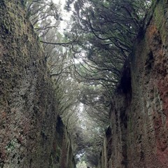 Sincronicidad (melodía Vicente García-Entre Luca y Juan Mejía)