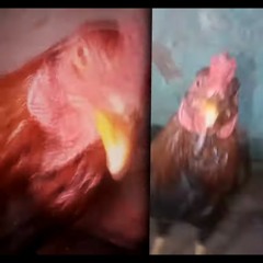 Chicken Beatbox Remix (EXTENDED)