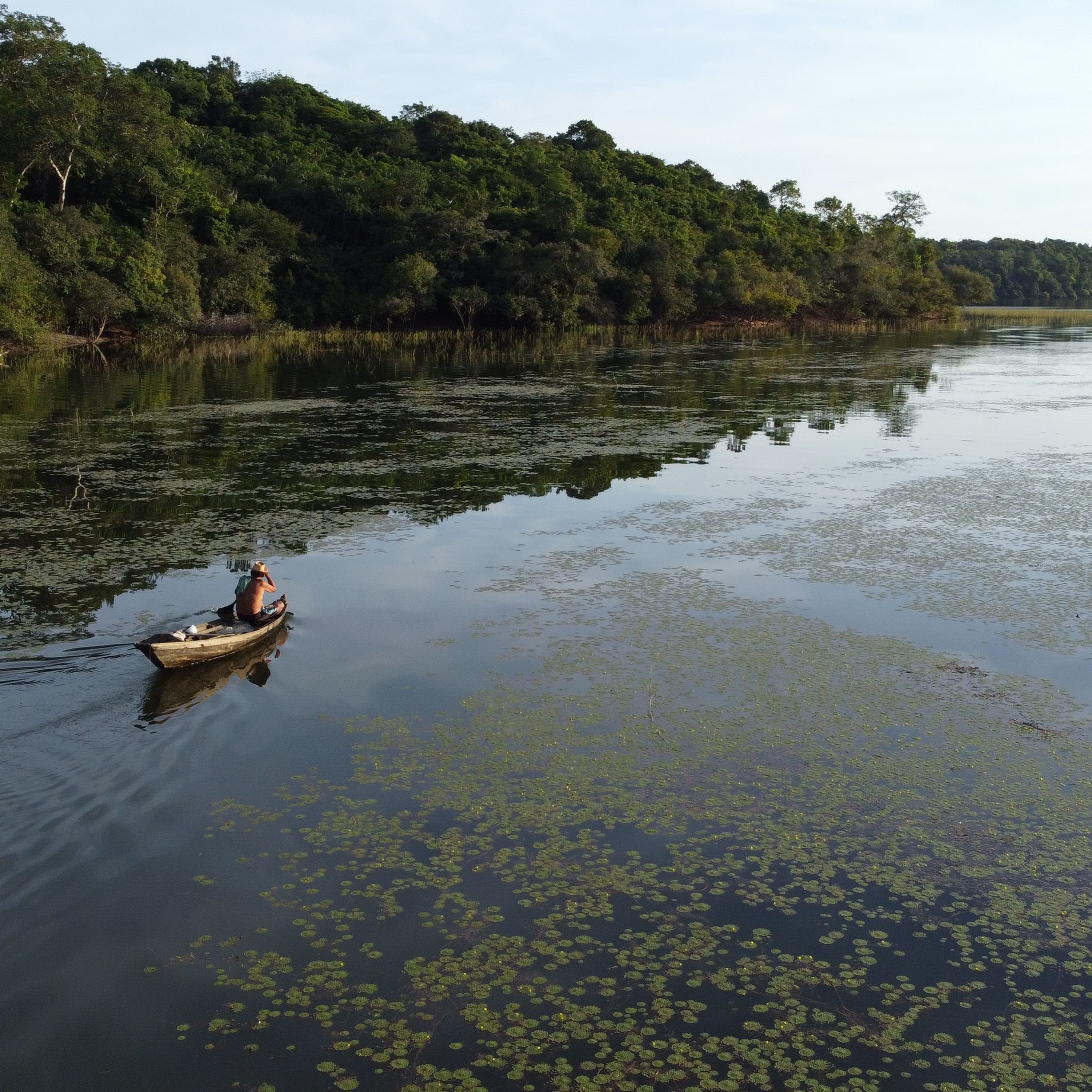Cientista alerta: floresta corre risco de ser perdida pela degradação episode artwork