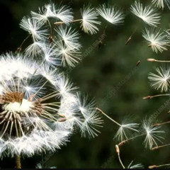 See The Seeds Fly By