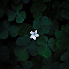 prada key/prod.33kami