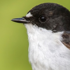 Pied Flycatcher Song - MixPre - 4224.WAV