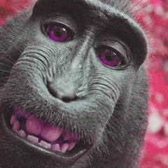Monkey Bridge @ Toï Toï Le Zinc (03 Hours Set) Nov 2024