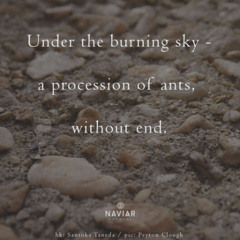 a procession of ants without end (naviarhaiku622)